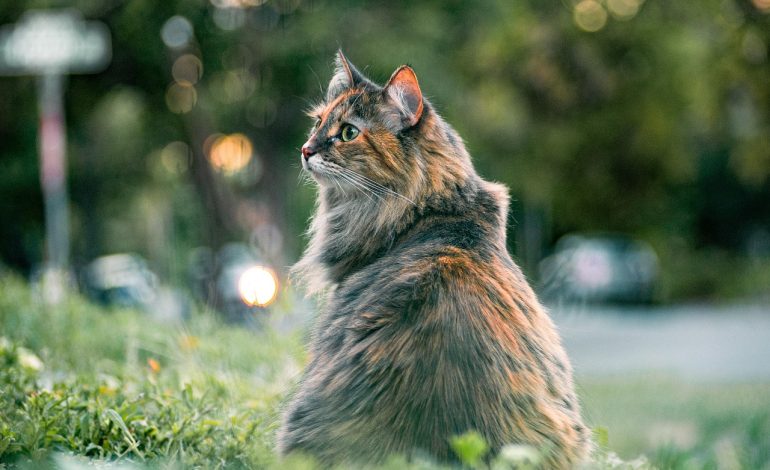 CISA Alerts on WhatsApp 0-Day Vulnerability Actively Exploited in Attacks