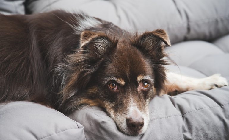 Australian Authorities Uncovered Activities and Careers of Ransomware Criminal Groups