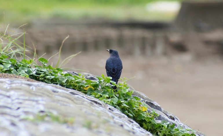 ITR Verification: Methods, Deadlines, and Common Errors to Avoid