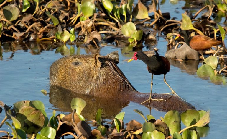 Venezuela’s Maduro Says Huawei Mate X6 Gift From China is Unhackable by U.S. Spies