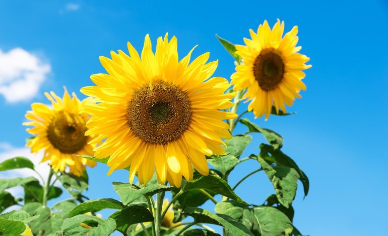 Exposed ‘Kim’ Dump Exposes Kimsuky Hackers New Tactics, Techniques, and Infrastructure