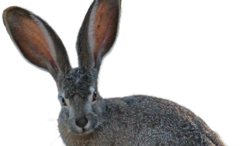 The Hidden Tech That Powers Productivity: From Digital Signage to Ergonomic Tools in the Modern Workplace