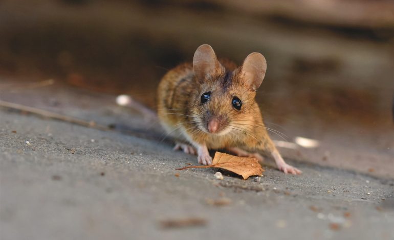 Unlocking Curiosity: How DiscoveryBit Makes Learning Fun