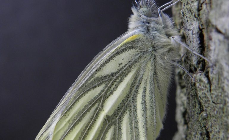 SessionReaper Vulnerability Puts Magento & Adobe Commerce Sites in Hacker Crosshairs