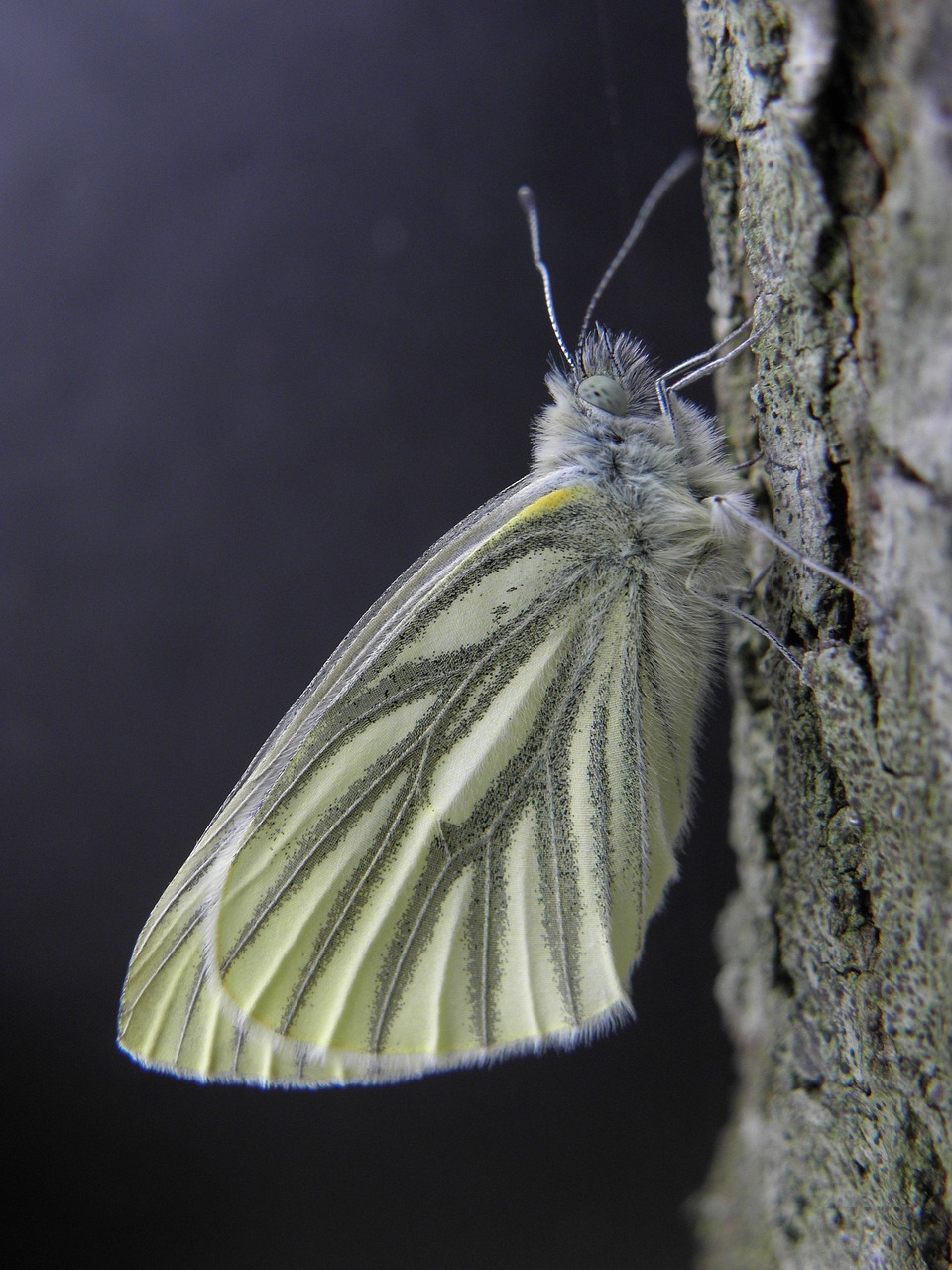 SessionReaper Vulnerability Puts Magento & Adobe Commerce Sites in Hacker Crosshairs