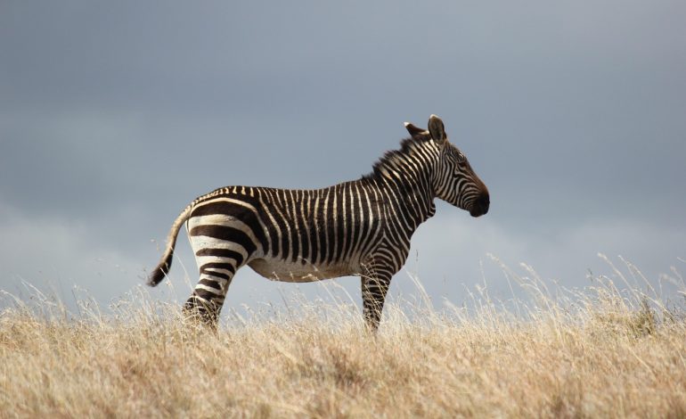 Revivals and farewells: Africa’s top shots