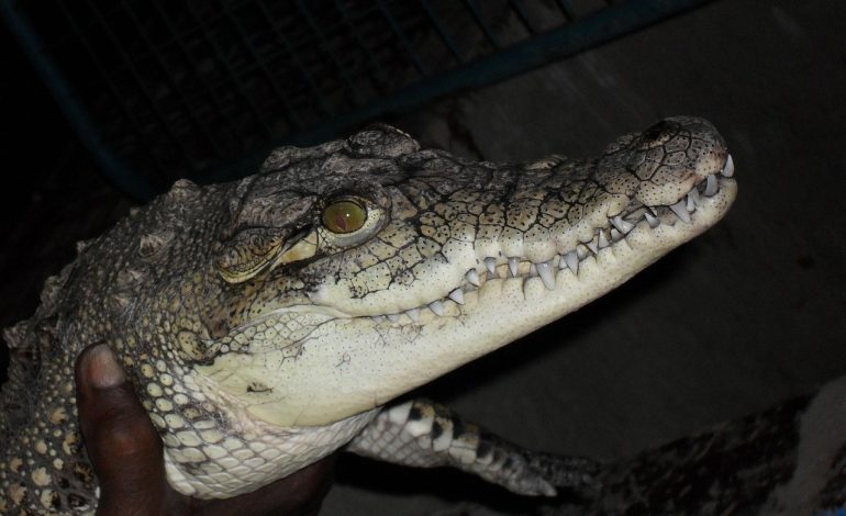 The Nubian women reviving traditional agriculture in Nairobi’s largest slum
