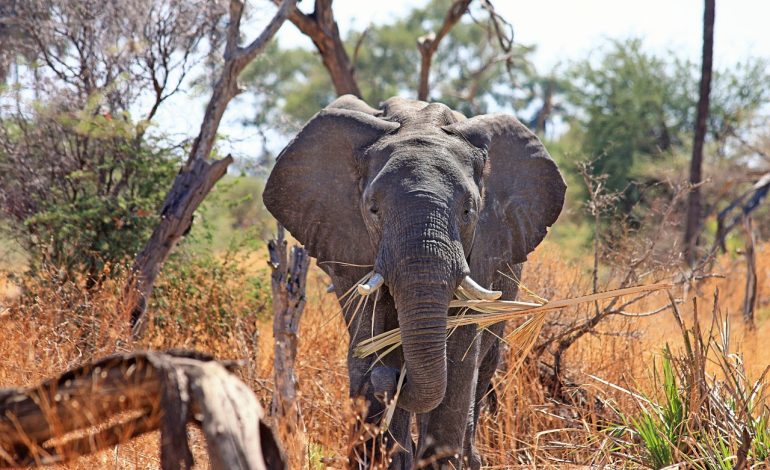 No foul play in the death of South African Ambassador, authorities say