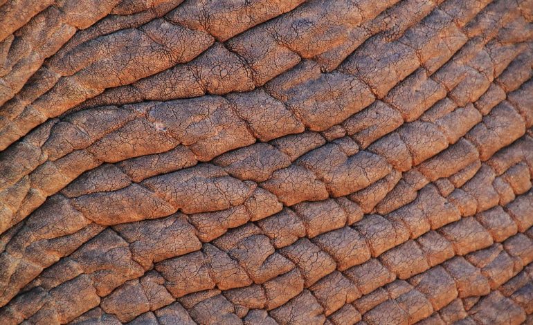 South Africa debates changing name of world-famous Kruger park