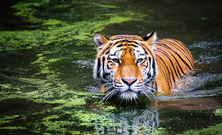 World leaders gather in Sharm el-Sheikh for Gaza peace summit